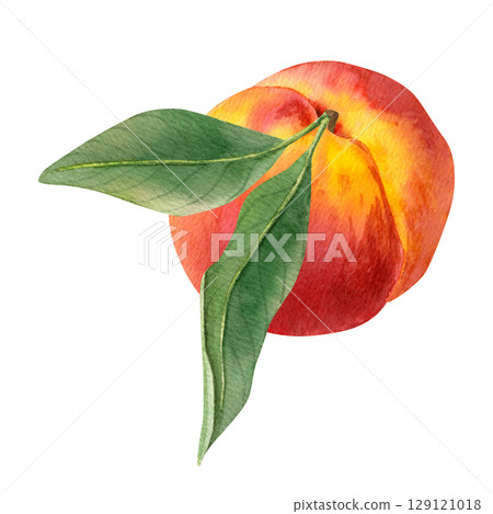 Watercolor hand drawn composition with a ripe peach, with two leaves, with soft natural shades of yellow, orange, and red Watercolor hand drawn composition with a ripe peach, with two leaves, with soft natural shades of yellow, orange, and red 129121018