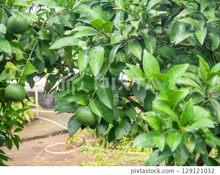 Bushes with green tangerines. Unripe tangerines on the tree. Green fruit on a branch. Citrus fruits in October. Vitamins concept. Fruit ripening. 129121032