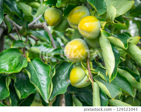 Unripe persimmon on a branch. Greenish fruits on a tree. Ripening persimmons. Unripe fruit concept. Slightly red. Unripe persimmon on a branch. Greenish fruits on a tree. Ripening persimmons. Unripe fruit concept. Slightly red. 129121043