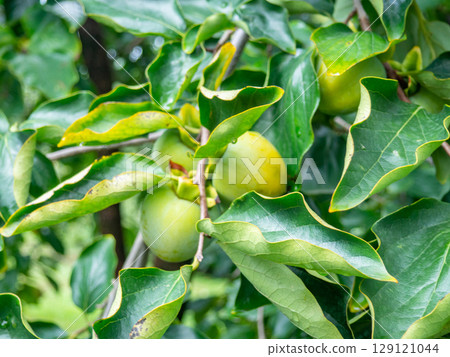 Unripe persimmon on a branch. Greenish fruits on a tree. Ripening persimmons. Unripe fruit concept. Slightly red. Unripe persimmon on a branch. Greenish fruits on a tree. Ripening persimmons. Unripe fruit concept. Slightly red. 129121044