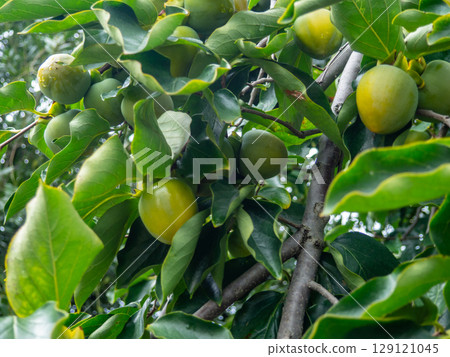 Unripe persimmon on a branch. Greenish fruits on a tree. Ripening persimmons. Unripe fruit concept. Slightly red Unripe persimmon on a branch. Greenish fruits on a tree. Ripening persimmons. Unripe fruit concept. Slightly red 129121045