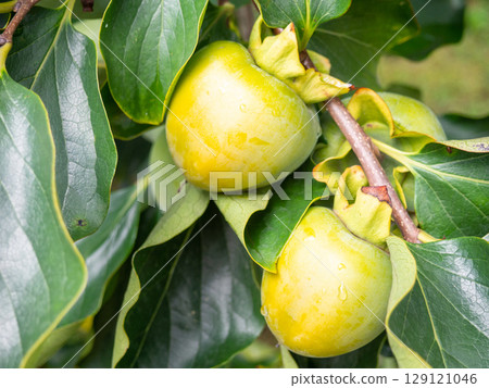 Unripe persimmon on a branch. Greenish fruits on a tree. Ripening persimmons. Unripe fruit concept. Slightly red. Unripe persimmon on a branch. Greenish fruits on a tree. Ripening persimmons. Unripe fruit concept. Slightly red. 129121046
