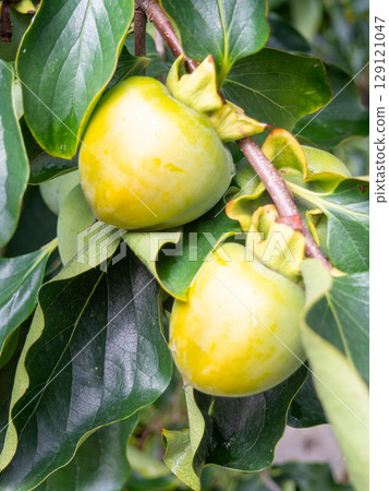 Unripe persimmon on a branch. Greenish fruits on a tree. Ripening persimmons. Unripe fruit concept. Slightly red. Unripe persimmon on a branch. Greenish fruits on a tree. Ripening persimmons. Unripe fruit concept. Slightly red. 129121047