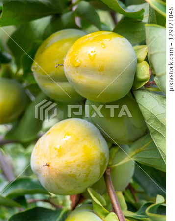 Unripe persimmon on a branch. Greenish fruits on a tree. Ripening persimmons. Unripe fruit concept. Slightly red. 129121048