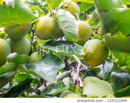 Unripe persimmon on a branch. Greenish fruits on a tree. Ripening persimmons. Unripe fruit concept. Slightly red. Unripe persimmon on a branch. Greenish fruits on a tree. Ripening persimmons. Unripe fruit concept. Slightly red. 129121049