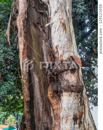 Split trunk of a large tree. Splintered wood. Powerful trunk. A huge living ugly tree. Split trunk of a large tree. Splintered wood. Powerful trunk. A huge living ugly tree. 129121056
