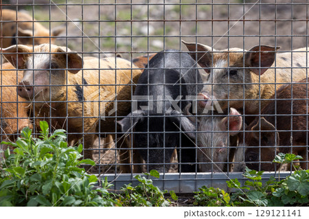 Pigs stand in a pasture behind a fence in Majorca, Mallorca, Balearic Islands, Spain, Europe Pigs stand in a pasture behind a fence in Majorca, Mallorca, Balearic Islands, Spain, Europe 129121141