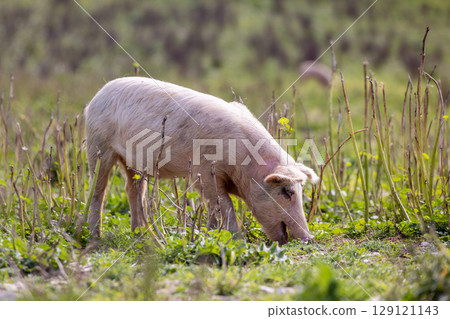 Piglet on a  pasture in Majorca, Mallorca, Balearic Islands, Spain, Europe 129121143