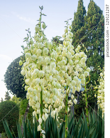 Yucca palm blossom. White flowers on a palm tree. Flowers in the shape of bells 129121297