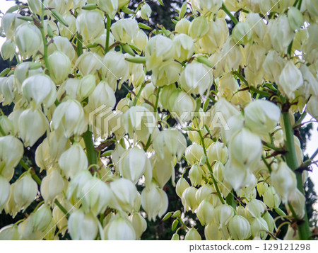 Yucca palm blossom. White flowers on a palm tree. Flowers in the shape of bells.  In the park. 129121298
