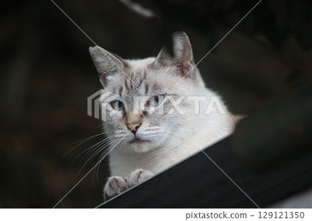 瀨戶內島貓 129121350