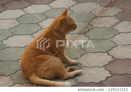 Setouchi Island Cat 129121352