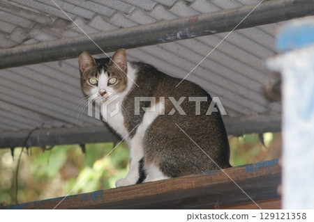 Setouchi Island Cat 129121358