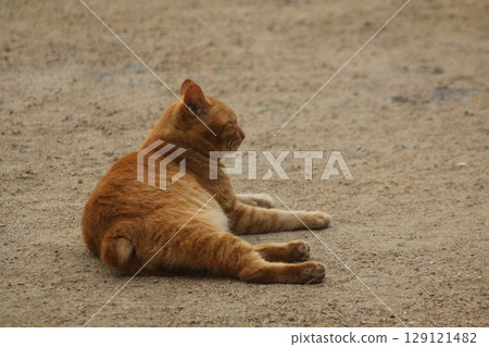 Setouchi Island Cat Setouchi Island Cat 129121482