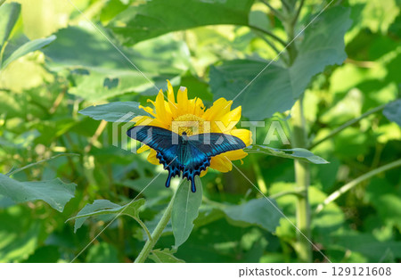 Summer flowers and blue butterflies 129121608