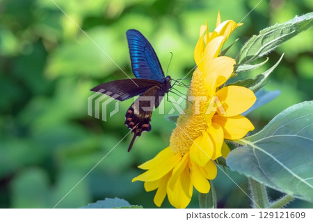 Sunflower and swallowtail butterfly 129121609