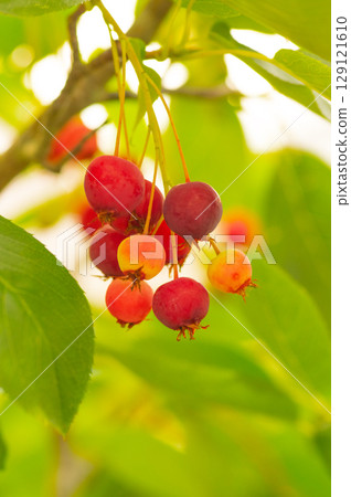 Glossy red fruit Glossy red fruit 129121610