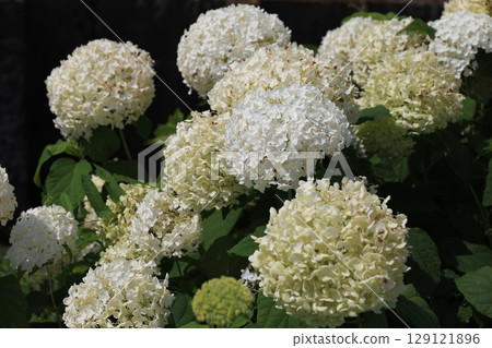 Close-up of Annabelle flowers 129121896