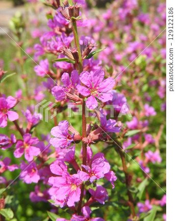 Misohagi crowded in the waterside 129122186