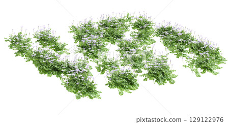 3d illustration of bush Isotoma fluviatilis isolated on black background 129122976