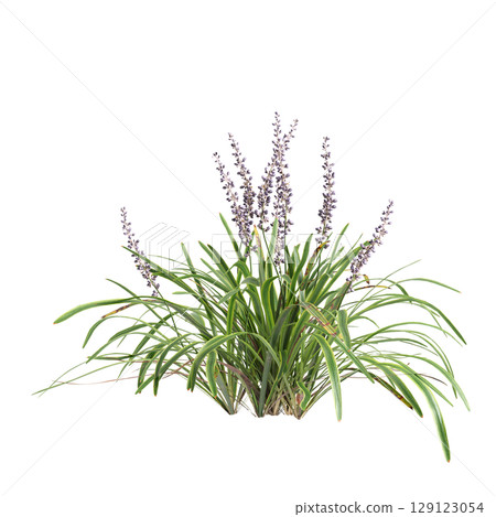 3d illustration of bush Liriope muscari variegata isolated on transparent background 3d illustration of bush Liriope muscari variegata isolated on transparent background 129123054