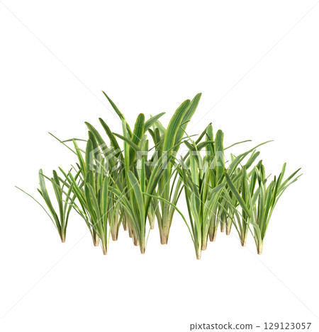 3d illustration of bush Liriope muscari variegata isolated on transparent background 129123057