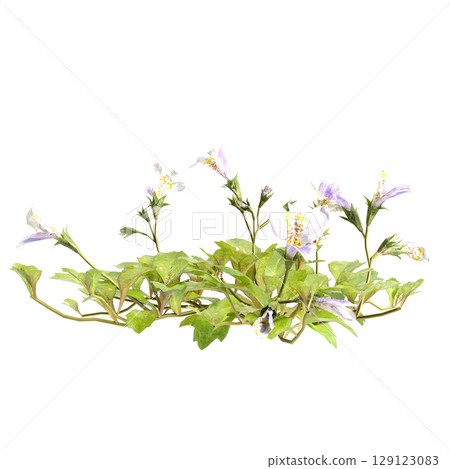 3d illustration of bush mazus pumilus isolated on transparent background 3d illustration of bush mazus pumilus isolated on transparent background 129123083