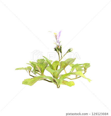 3d illustration of bush mazus pumilus isolated on transparent background 129123084