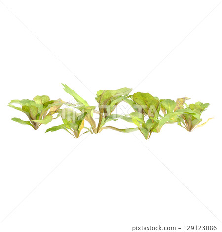 3d illustration of bush mazus pumilus isolated on transparent background 129123086