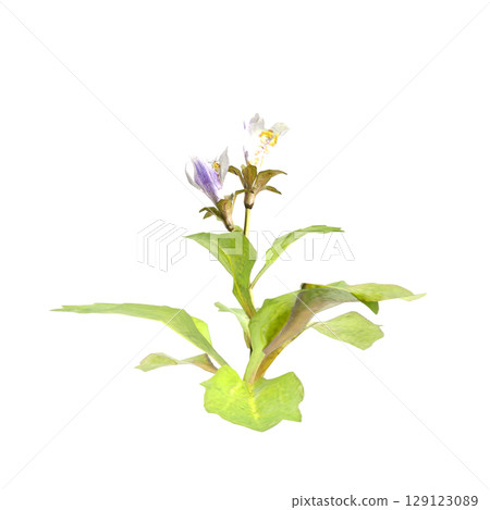 3d illustration of bush mazus pumilus isolated on transparent background 129123089