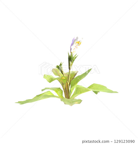 3d illustration of bush mazus pumilus isolated on transparent background 3d illustration of bush mazus pumilus isolated on transparent background 129123090
