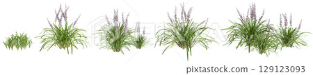 3d illustration of set bush Liriope muscari variegata isolated on transparent background 3d illustration of set bush Liriope muscari variegata isolated on transparent background 129123093