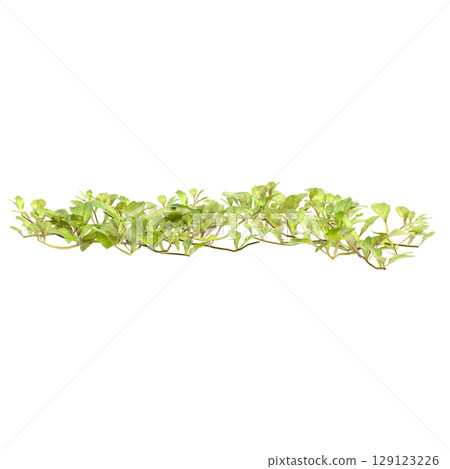 3d illustration of bush mazus pumilus isolated on transparent background 129123226