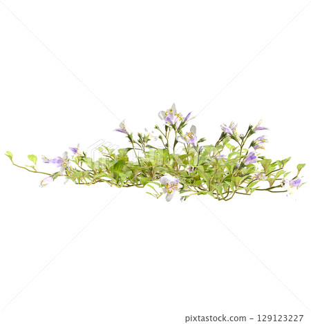 3d illustration of bush mazus pumilus isolated on transparent background 3d illustration of bush mazus pumilus isolated on transparent background 129123227