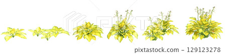 3d illustration of set bush Hosta rainforest sunrise isolated on transparent background 3d illustration of set bush Hosta rainforest sunrise isolated on transparent background 129123278