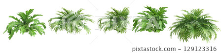 3d illustration of set bush philodendron xanadu isolated on transparent background 3d illustration of set bush philodendron xanadu isolated on transparent background 129123316