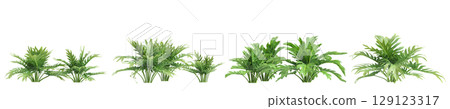 3d illustration of set bush philodendron xanadu isolated on transparent background 3d illustration of set bush philodendron xanadu isolated on transparent background 129123317