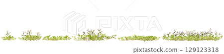 3d illustration of set bush mazus pumilus isolated on transparent background 129123318