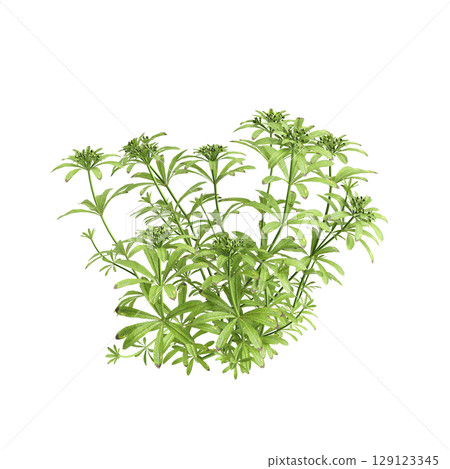 3d illustration of bush Galium aparine isolated on transparent background 3d illustration of bush Galium aparine isolated on transparent background 129123345