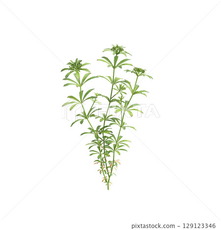 3d illustration of bush Galium aparine isolated on transparent background 129123346