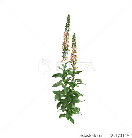 3d illustration of bush Digitalis purpurea isolated on transparent background 129123349