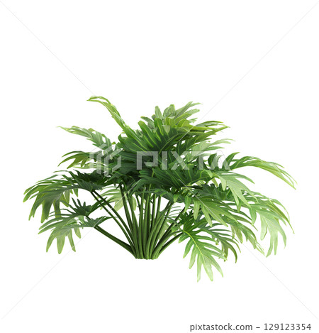 3d illustration of bush philodendron xanadu isolated on transparent background 3d illustration of bush philodendron xanadu isolated on transparent background 129123354