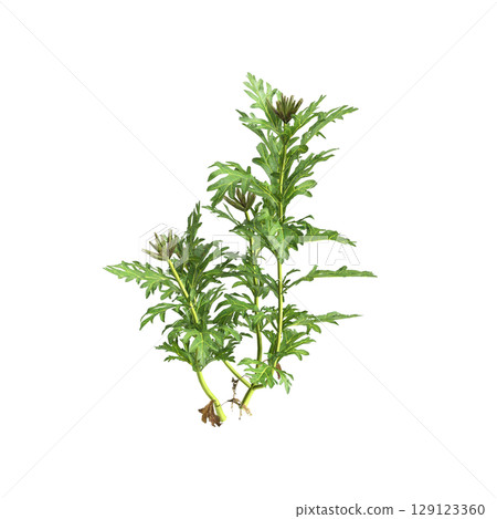 3d illustration of bush glandularia tenera isolated on transparent background 129123360