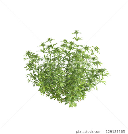 3d illustration of bush Galium aparine isolated on transparent background 129123365