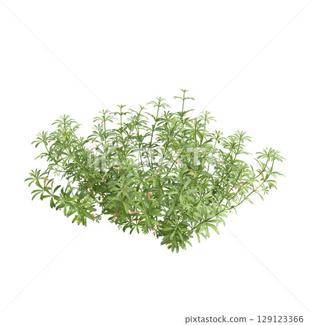 3d illustration of bush Galium aparine isolated on transparent background 129123366