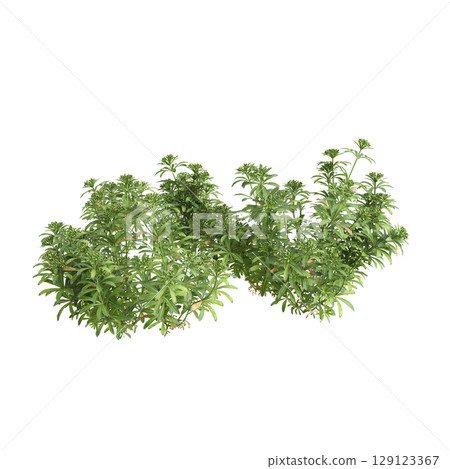 3d illustration of bush Galium aparine isolated on transparent background 129123367