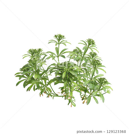 3d illustration of bush Galium aparine isolated on transparent background 3d illustration of bush Galium aparine isolated on transparent background 129123368