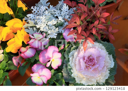Group planting of cyclamen Potted cyclamen Christmas flowers 129123418