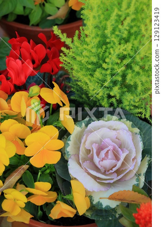 Group planting of cyclamen Potted cyclamen Christmas flowers 129123419