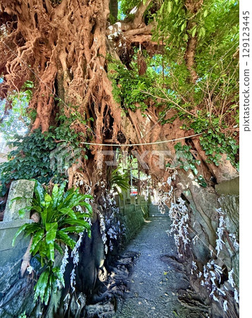 Nagasaki Prefecture, Goto Islands, Nakadori Island, Narao, Akou trees and shrine approach Nagasaki Prefecture, Goto Islands, Nakadori Island, Narao, Akou trees and shrine approach 129123445